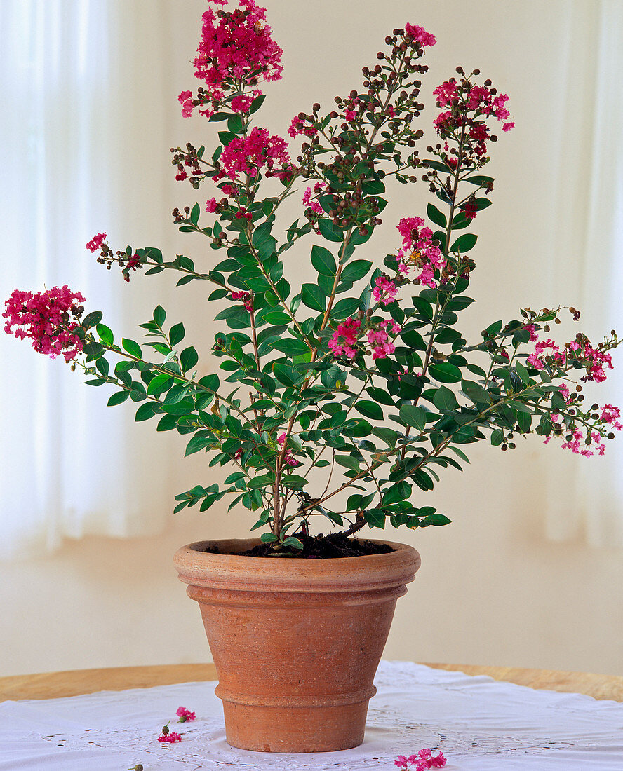 Lagerstroemia indica