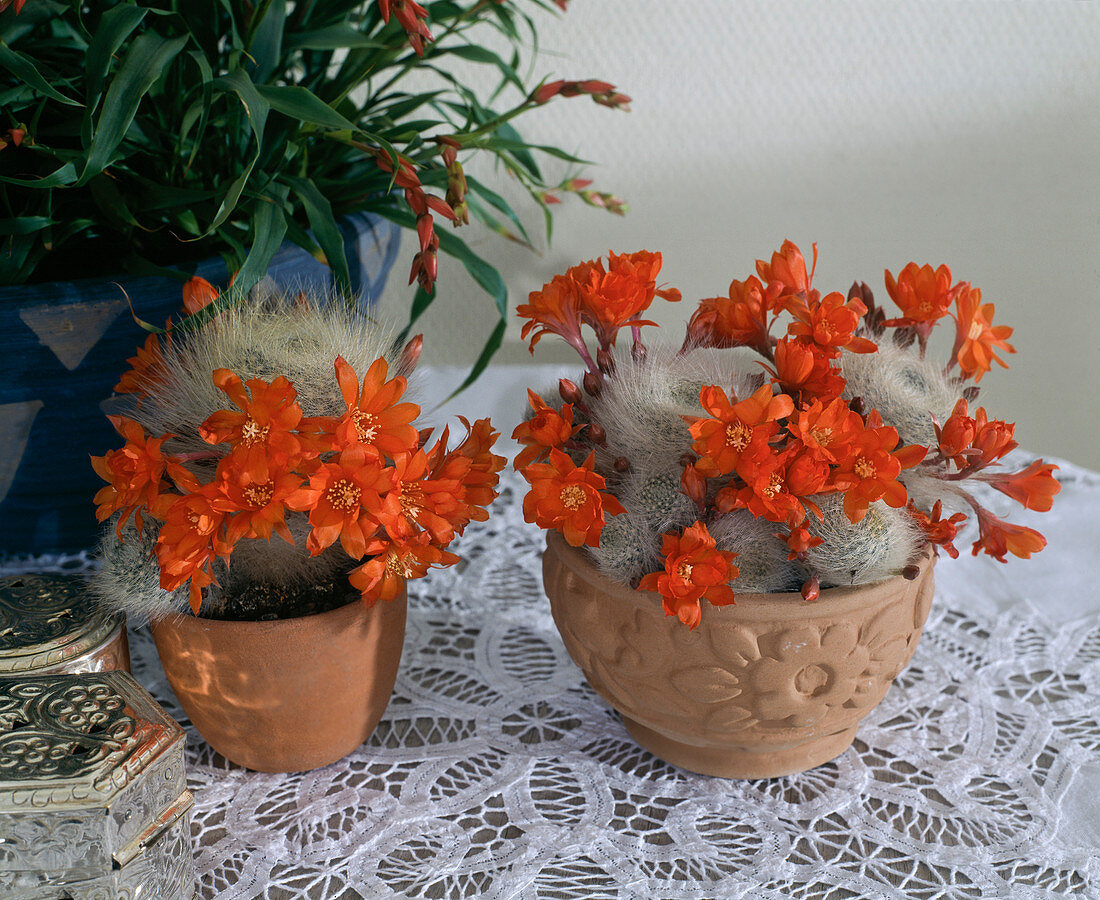 Rebutia hybrids (dwarf cacti)