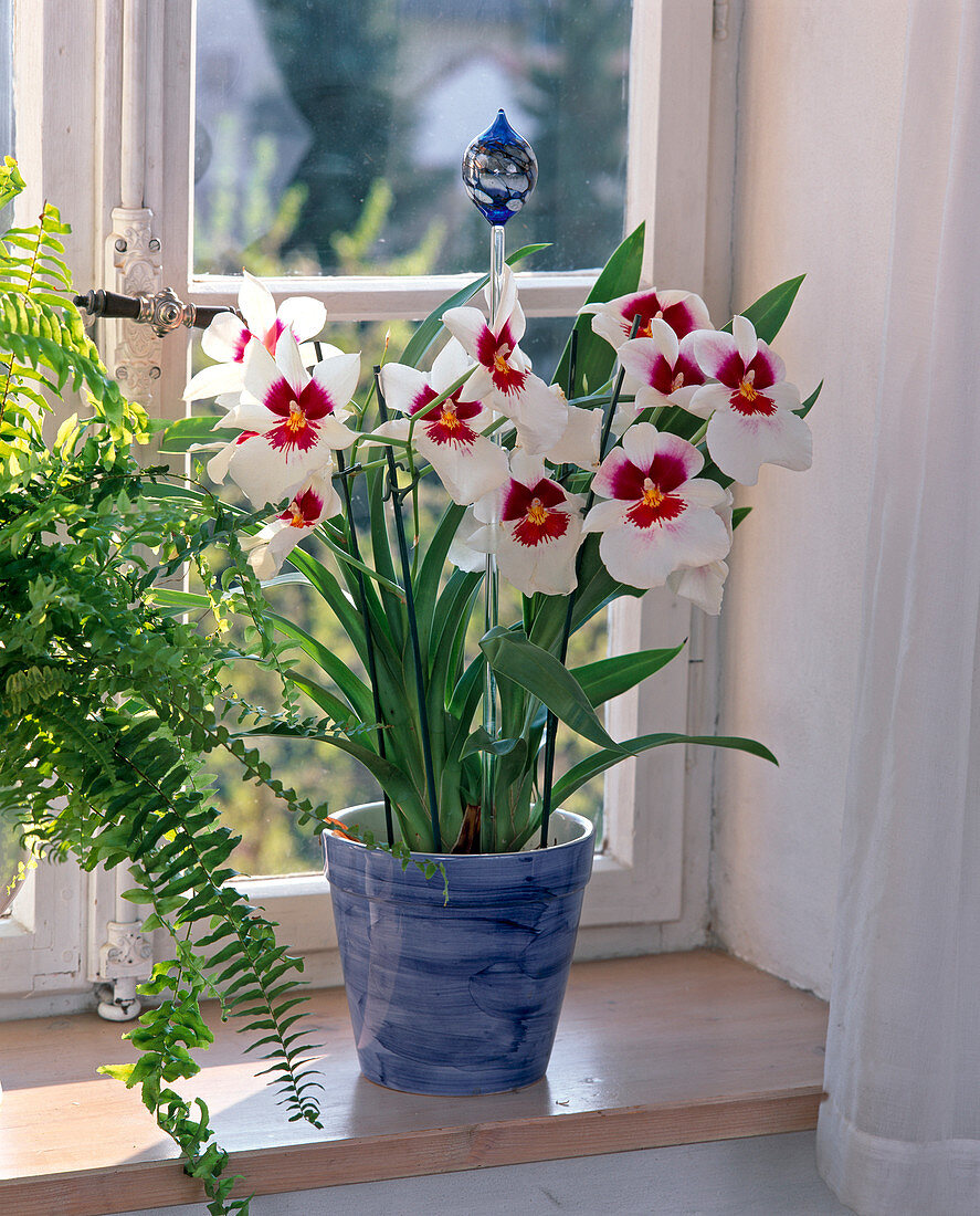 Miltonia hybrids