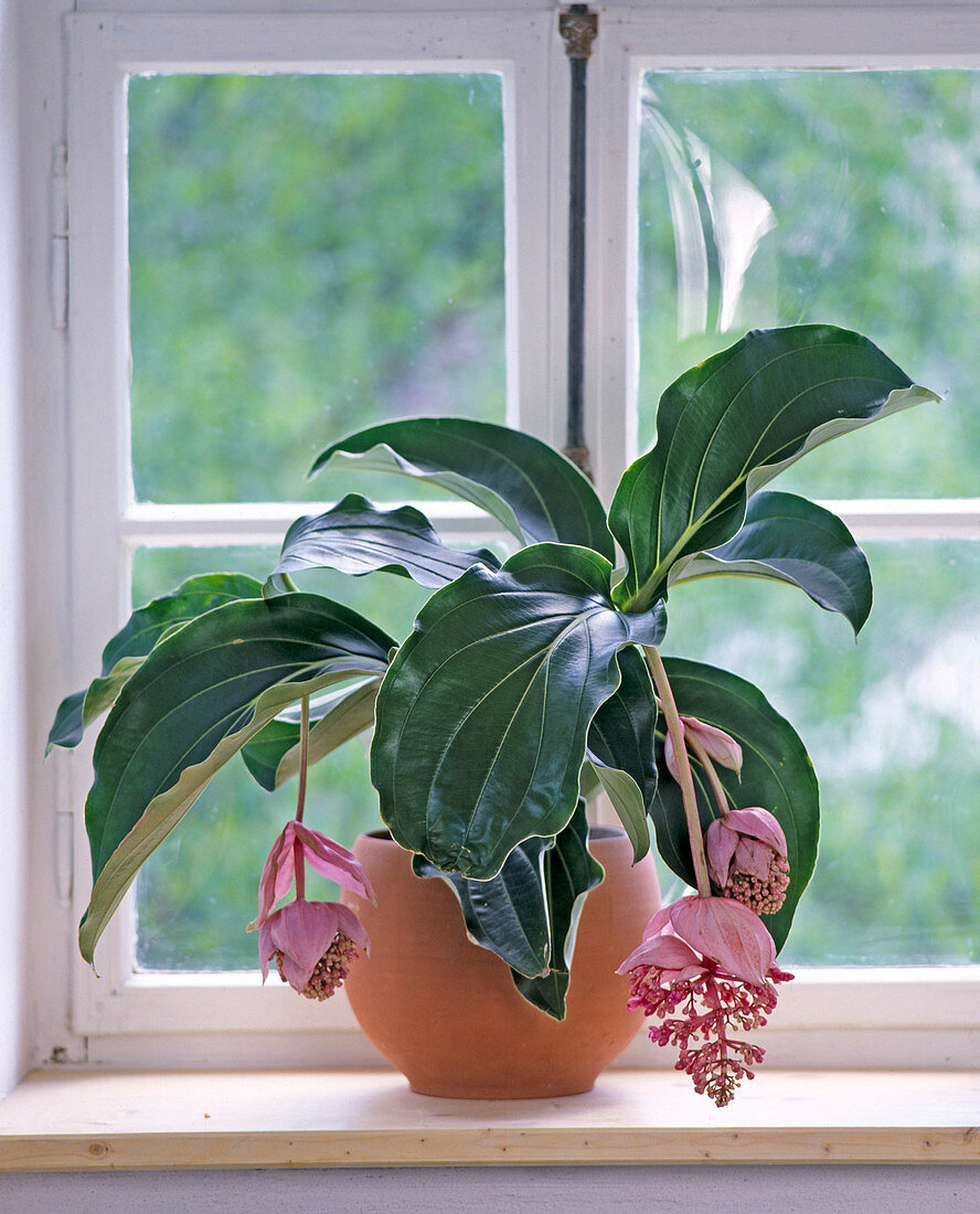 Medinilla magnifica