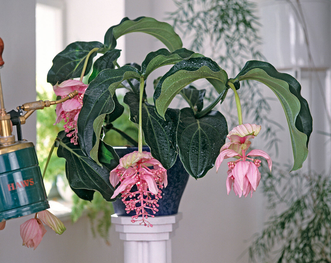 Medinilla magnifica