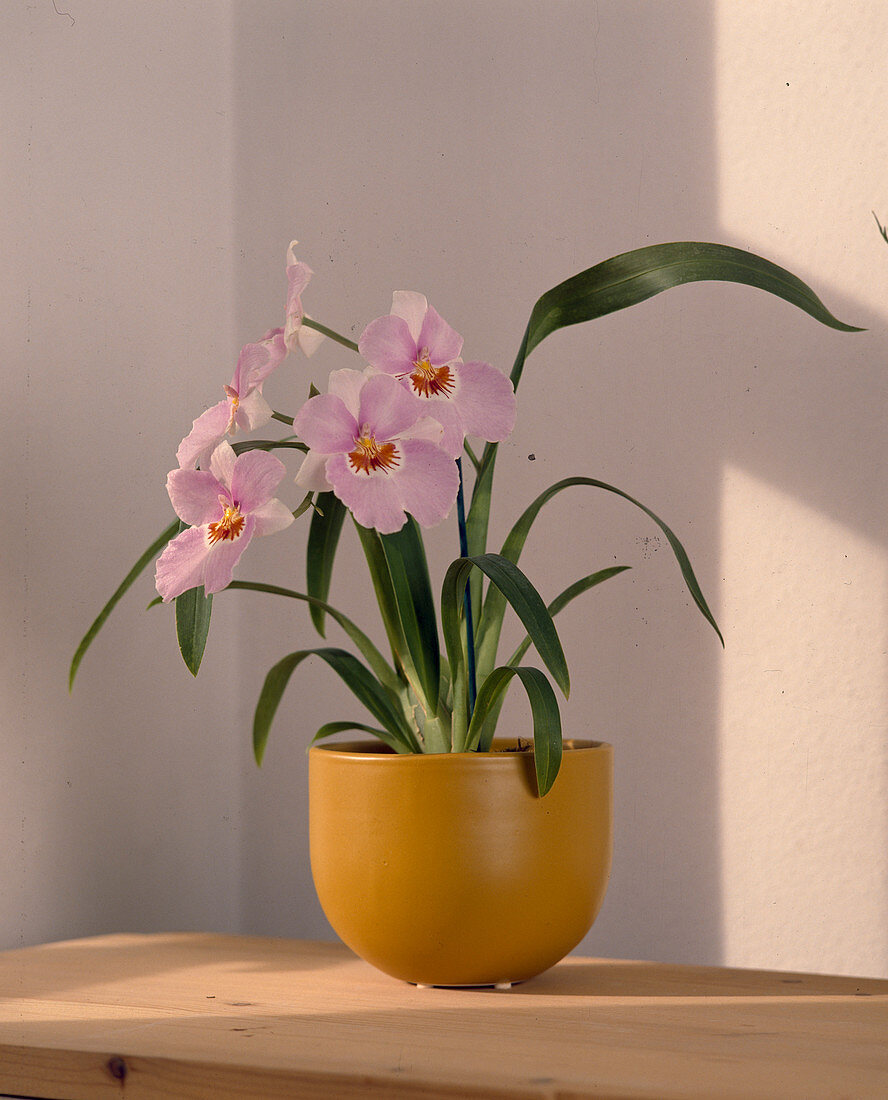 Miltonia