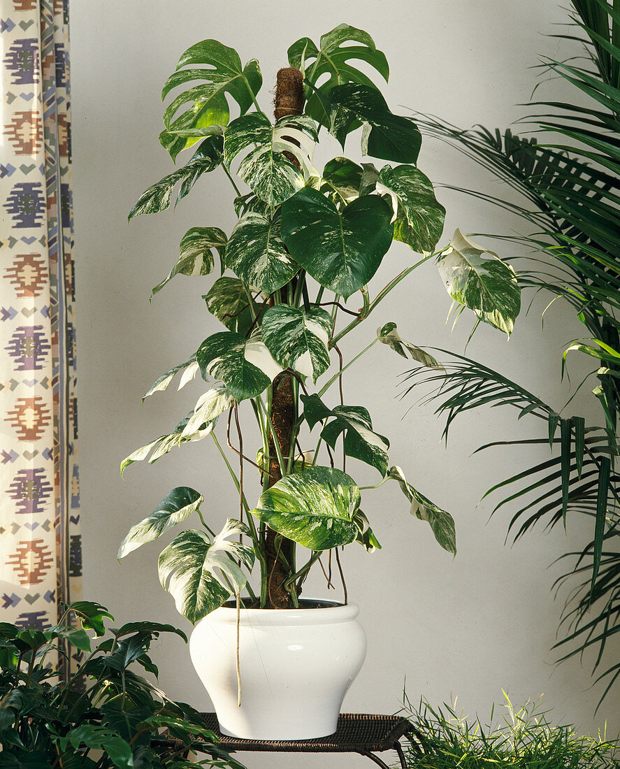 Monstera deliciosa 'Variegata'