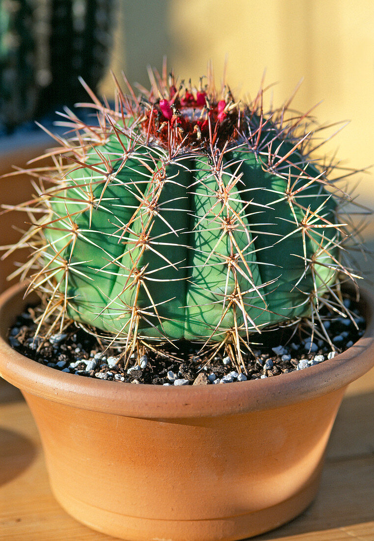 Melocactus macrominor with cephalium