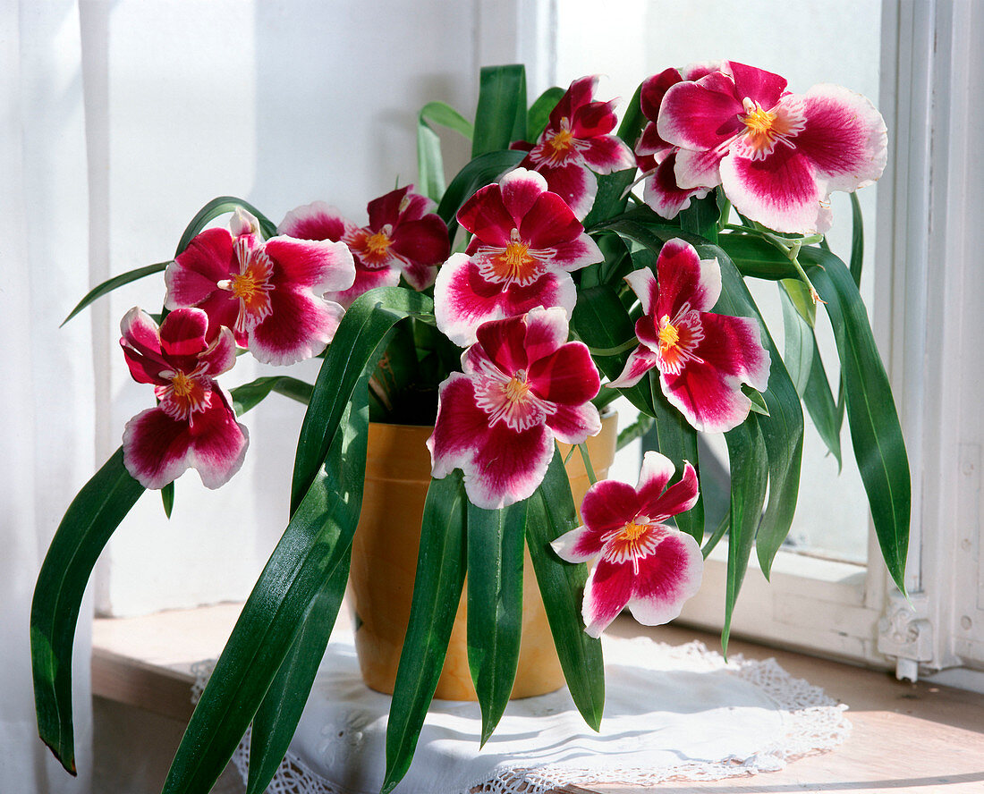 Miltonia hybrids