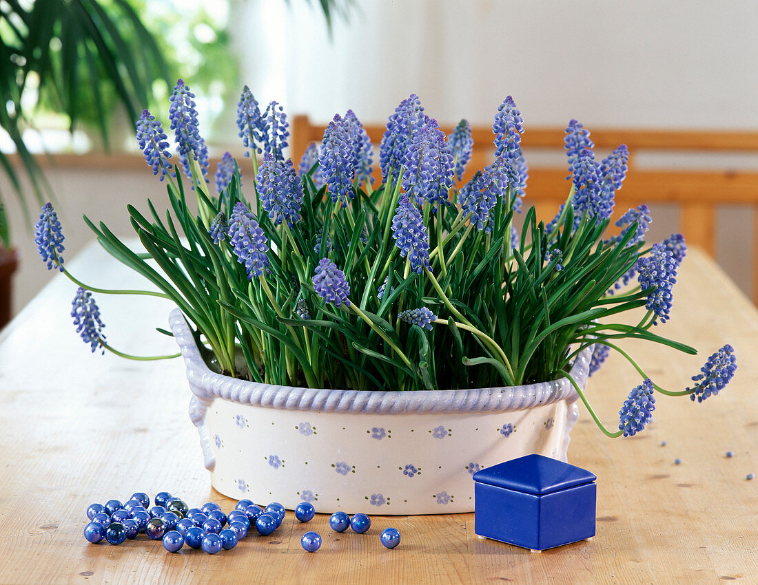 Muscari armeniacum