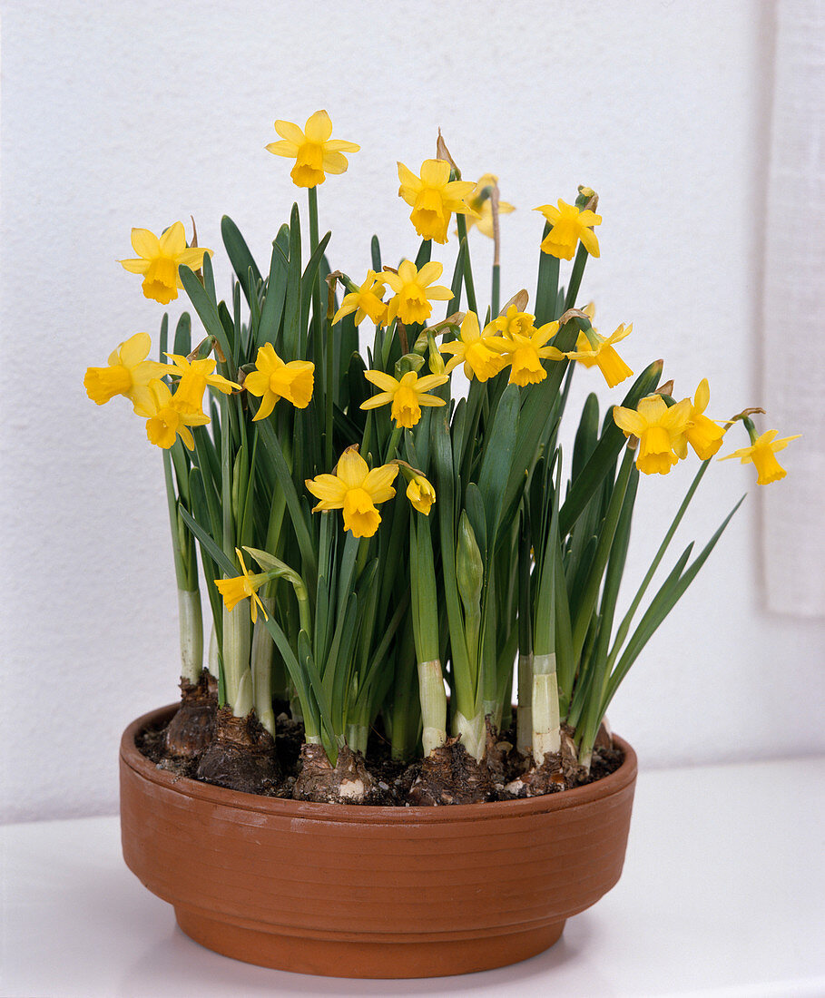 Narcissus 'Tete A Tete'