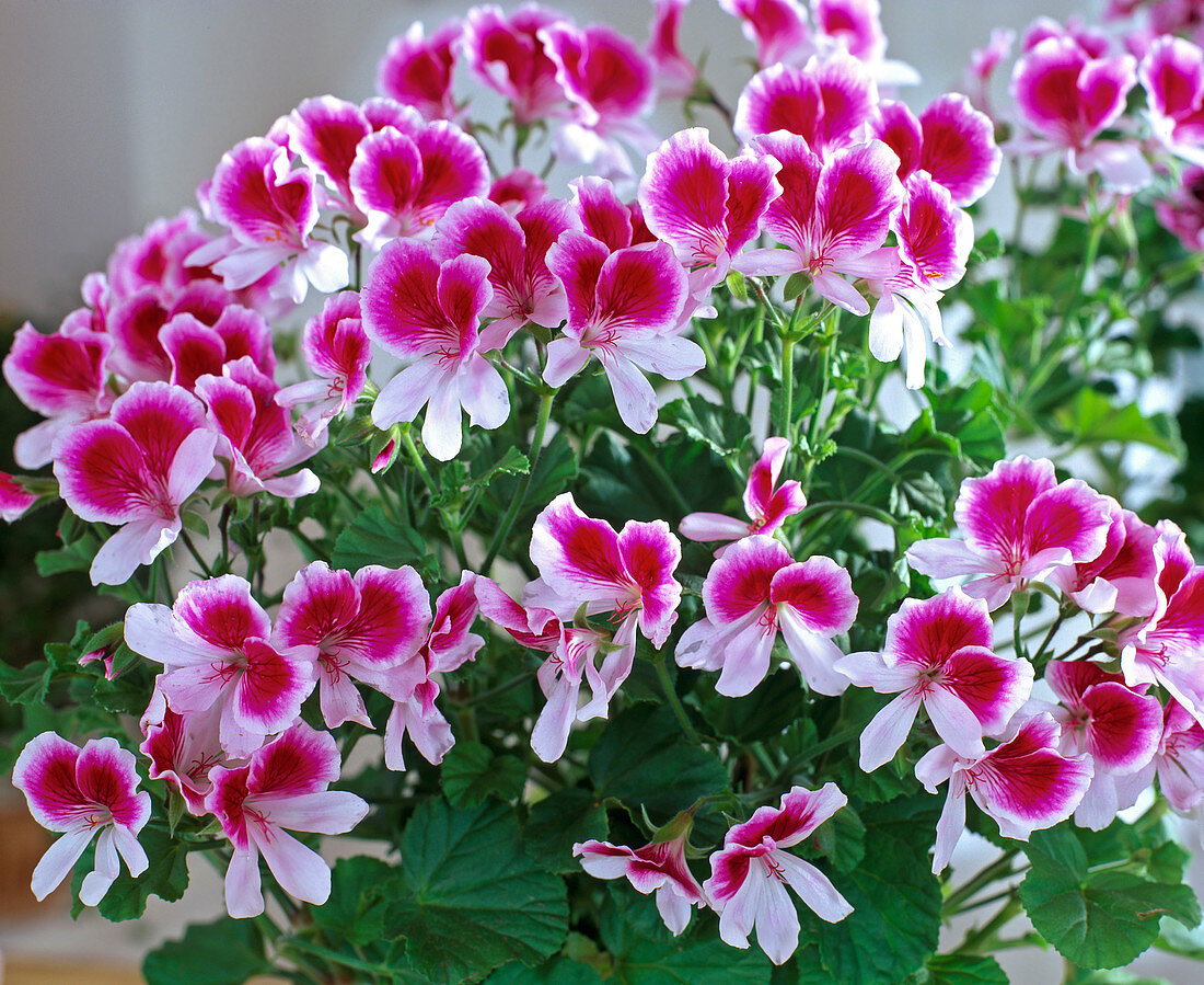 Pelargonium hybrid tip top series