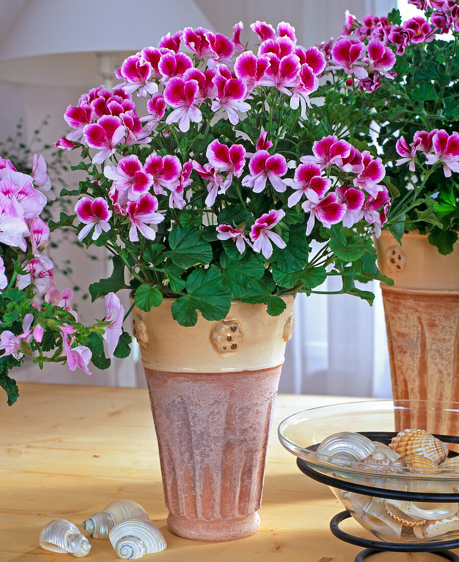 Pelargonium hybrid tip top series