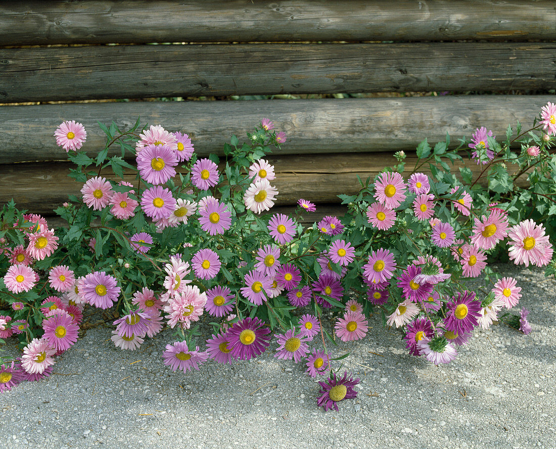 Callistephus chinensis (summer asters) unfilled in front of wooden fence
