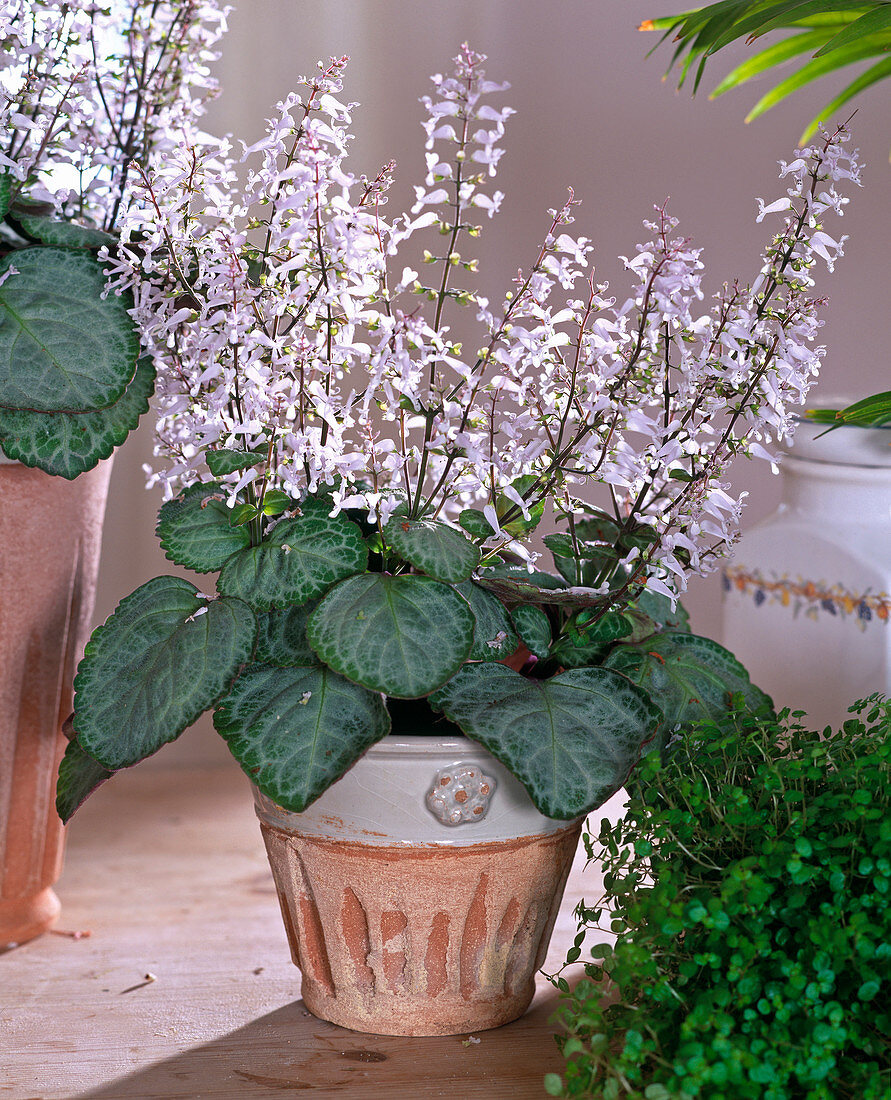 Plectranthus - hybr. 'Silverstar'