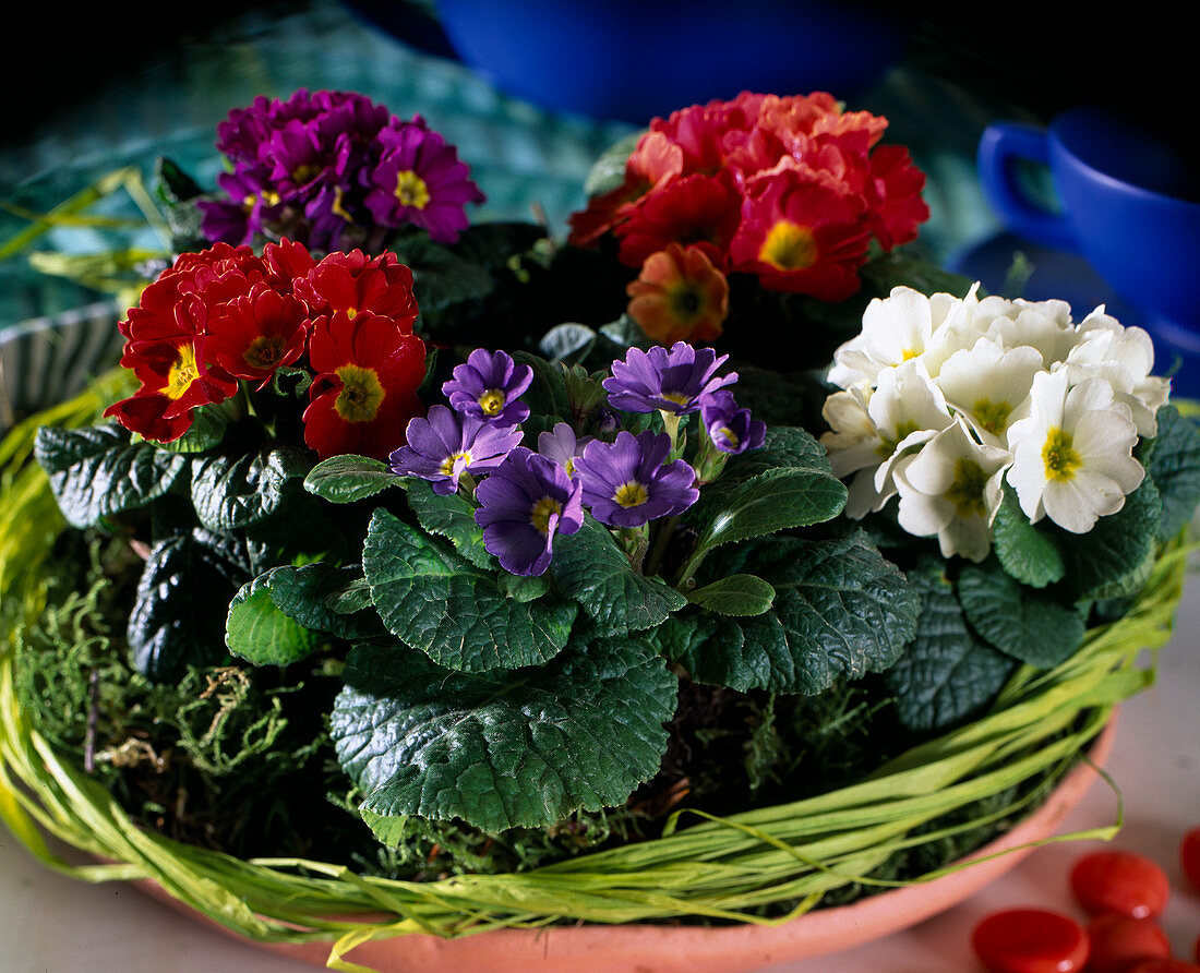 Primula acaulis