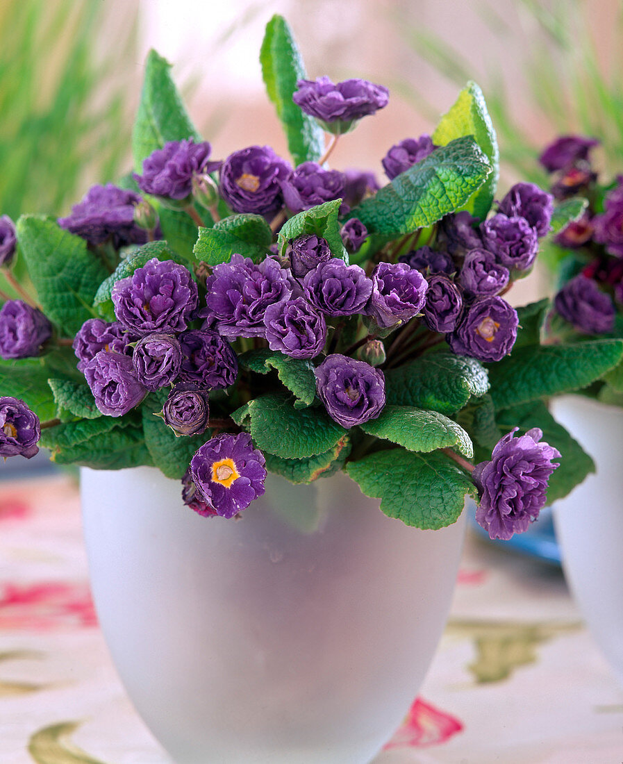 Primula acaulis 'Plena'