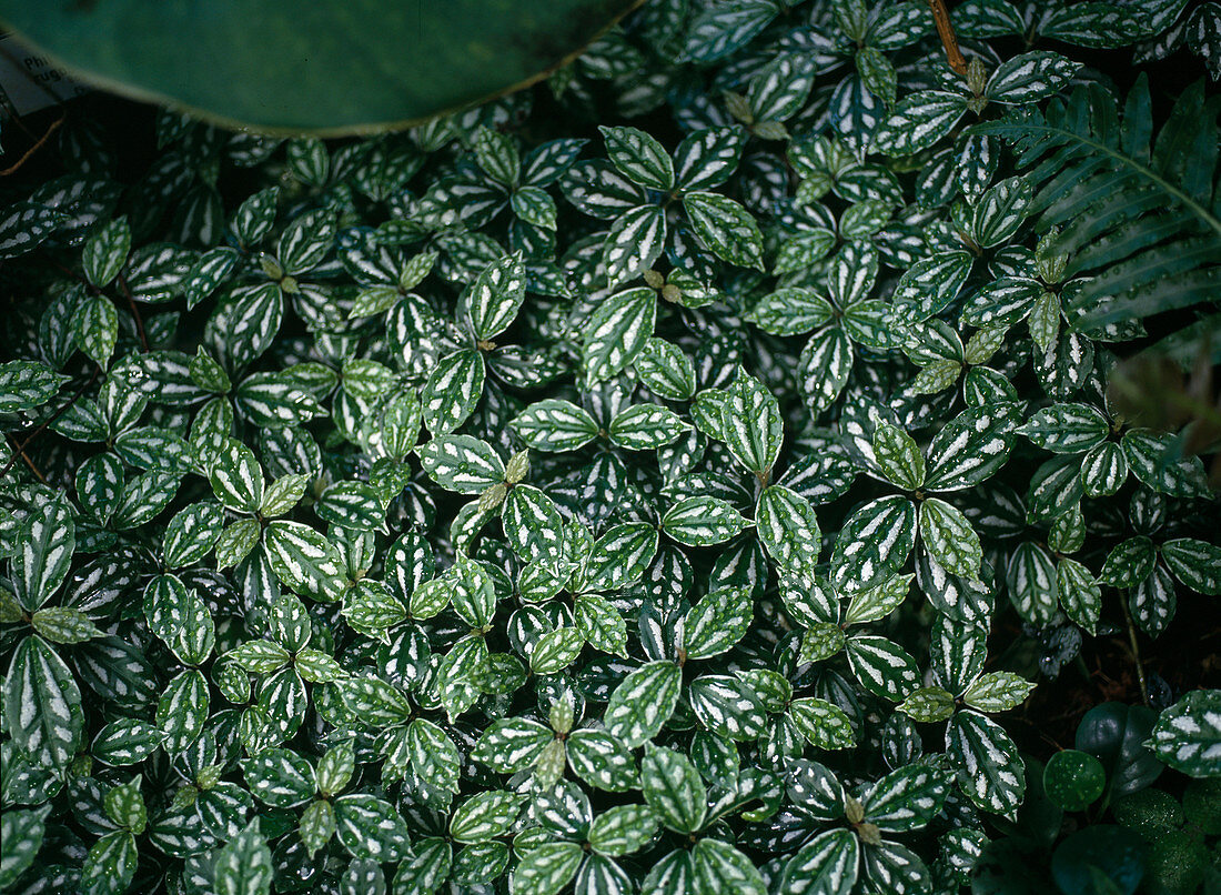 Pilea cadierei