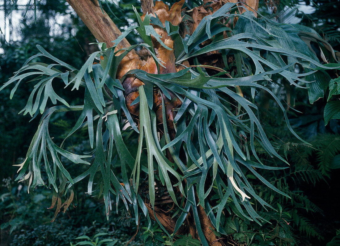 Platycerium bifurcatum