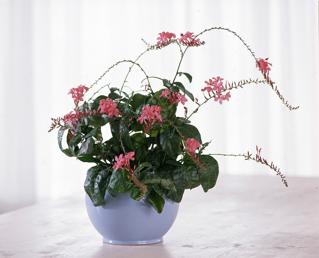 Plumbago indica