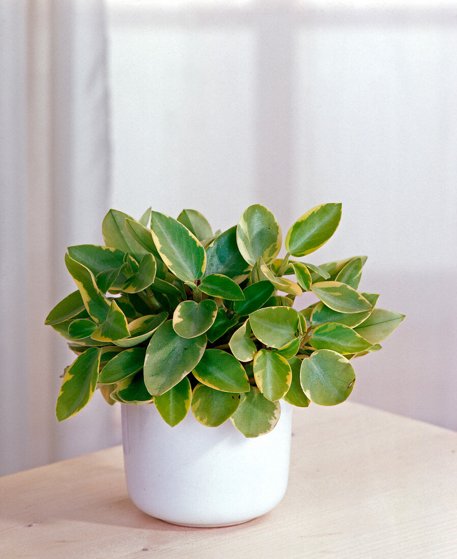 Peperomia obtusifolia