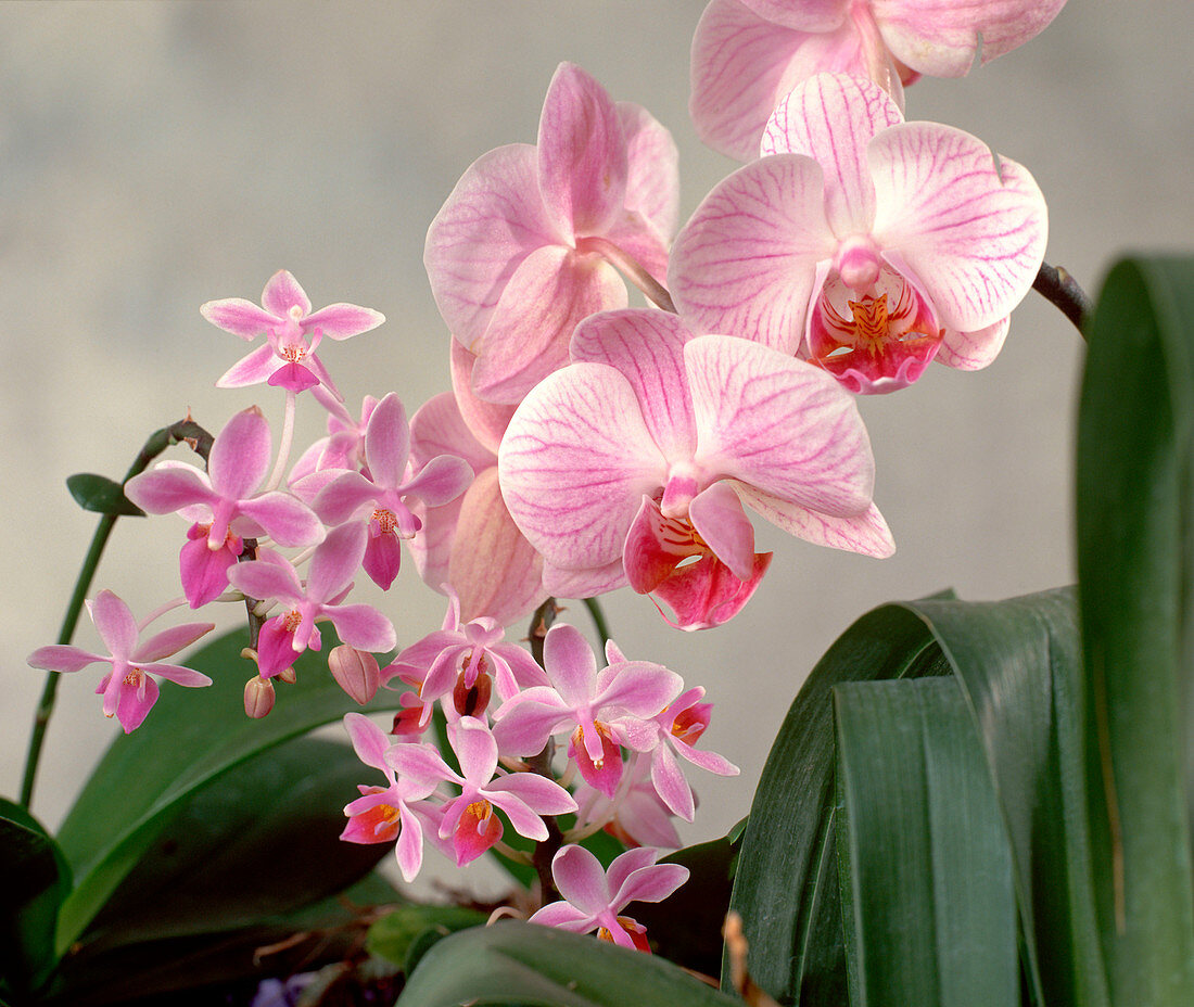 Phalaenopsis hybrids