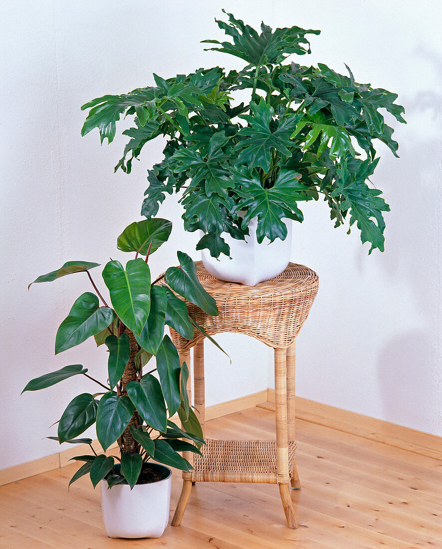 Philodendron 'Red Emerald'