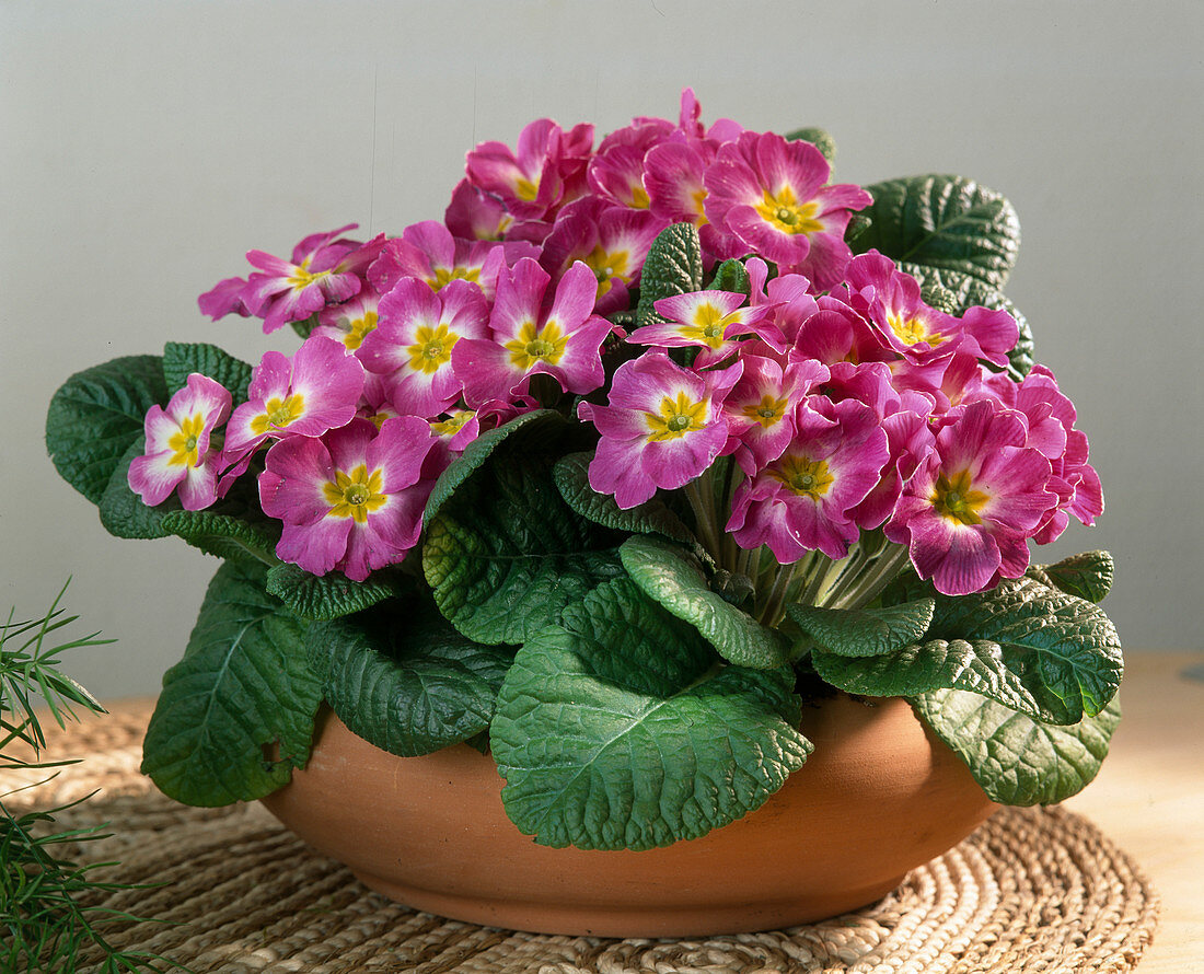 Primula acaulis 'Purple'