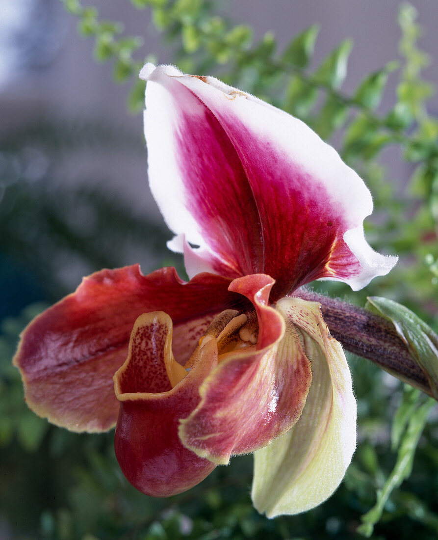 Paphiopedilum hybr., 'Orchilla' (famous old one)