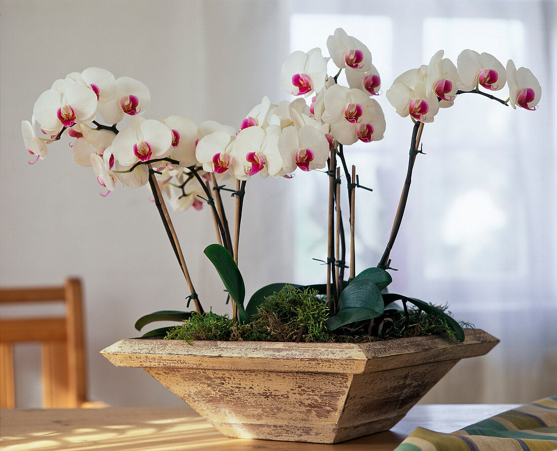 Phalaenopsis hybrids