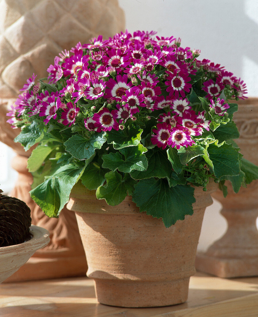 Senecio cruentus hybrid