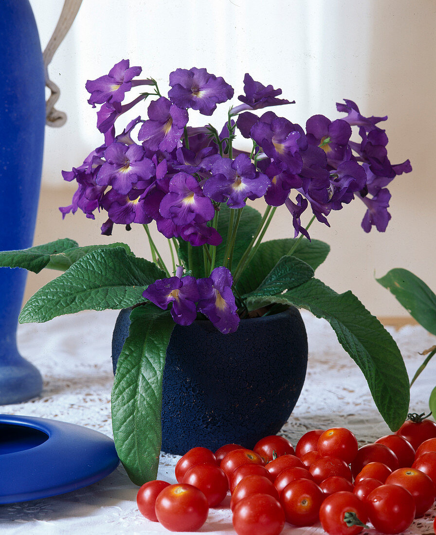 Streptocarpus hybrids