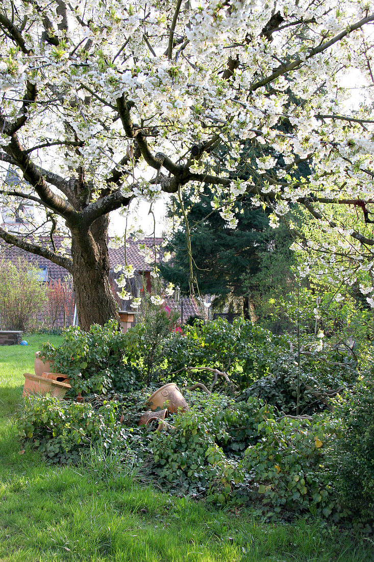 Flowering apple tree