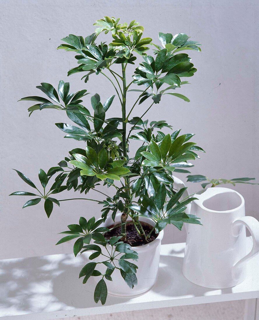 Schefflera actinophylla