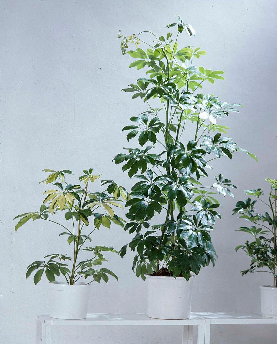 Schefflera arboricola