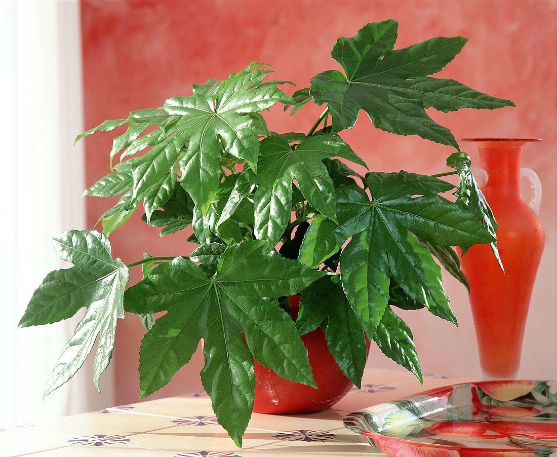 Fatsia japonica (Room aralia)