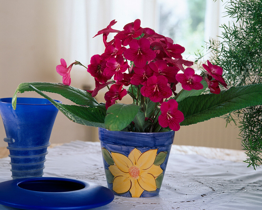 Streptocarpus hybr. 'Isa'