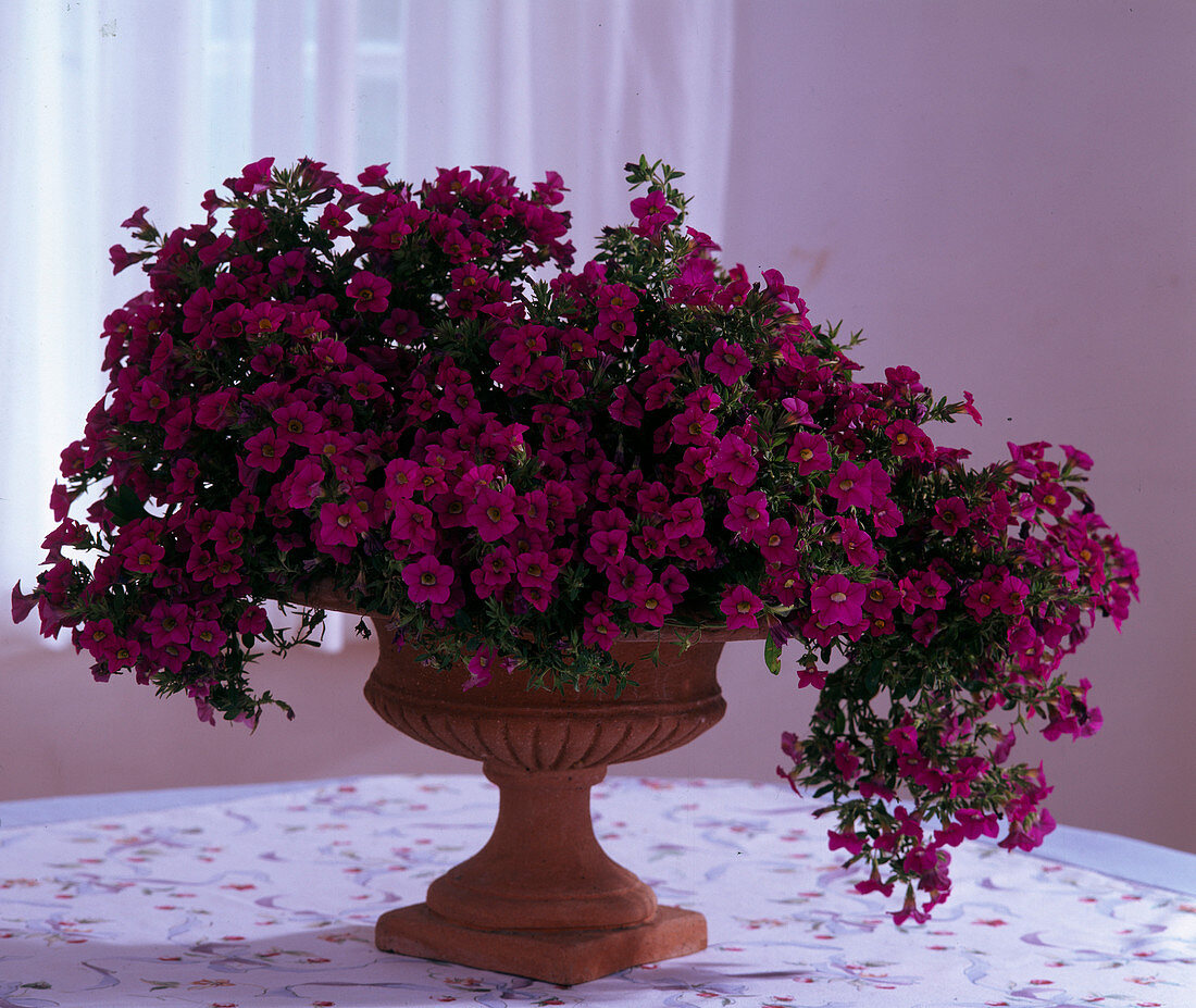 Surfinia-Petunia 'Million Bells'