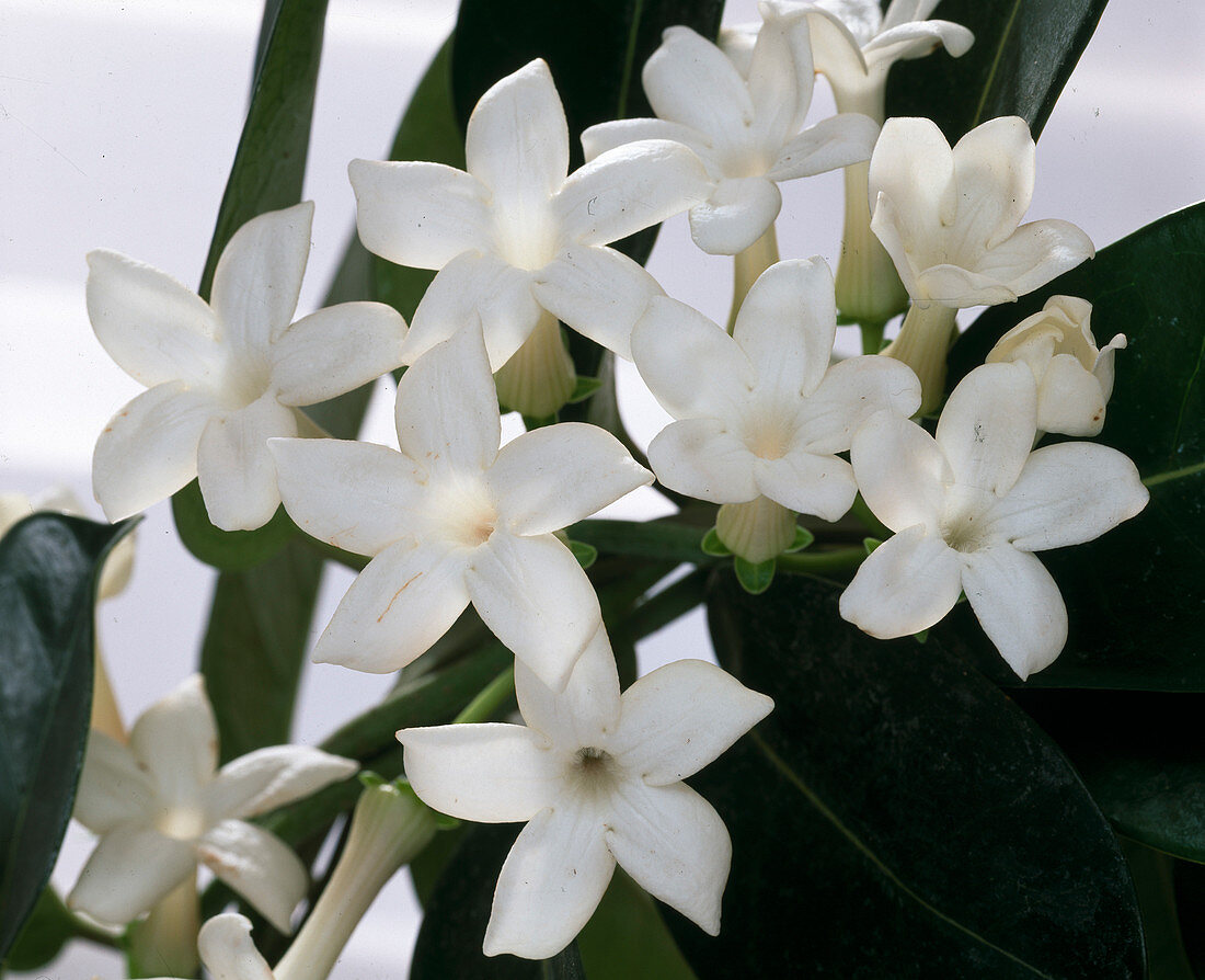 Stephanotis floribunda