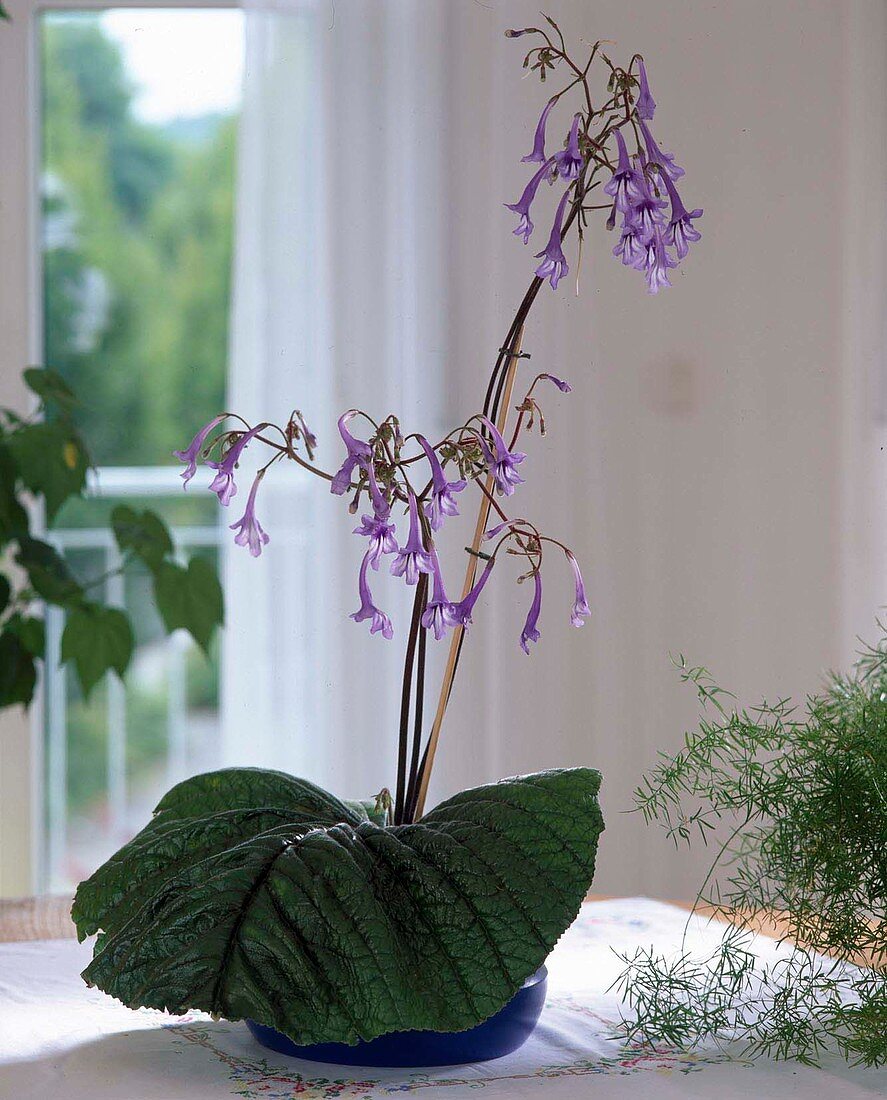 Streptocarpus wendlandii