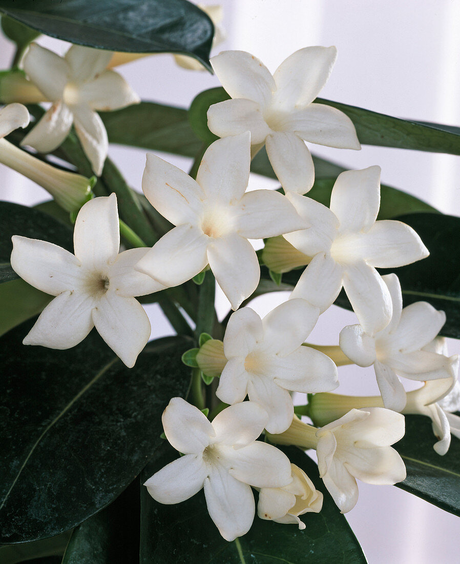 Stephanotis floribunda