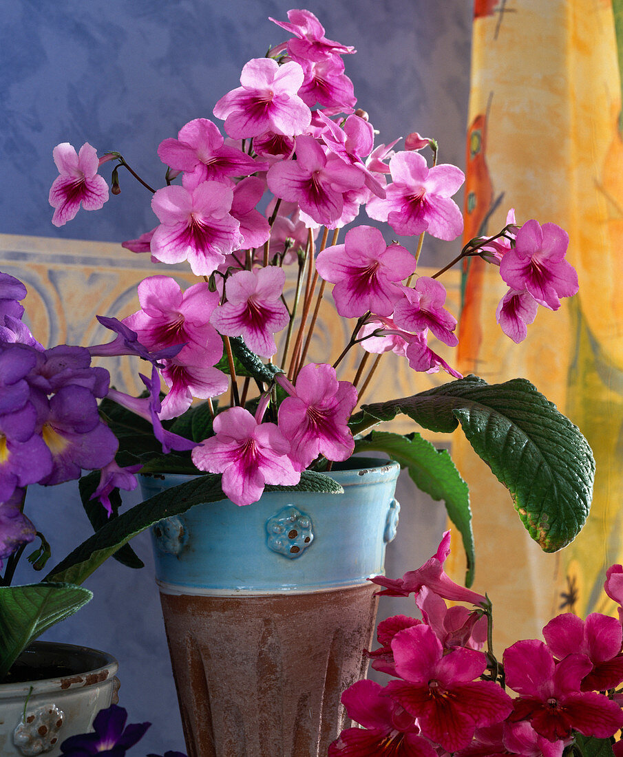 Streptocarpus 'Rosanna' (hybrid)