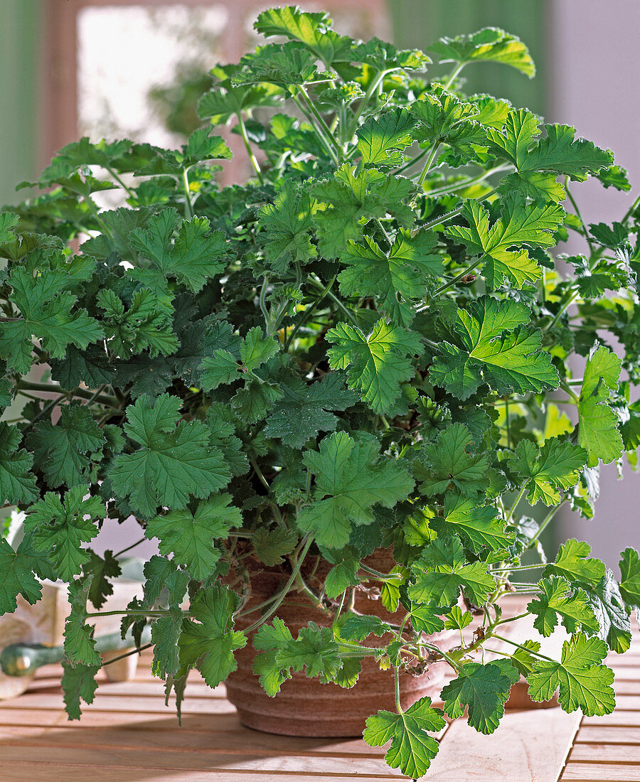 Pelargonium 'Sweet Mimosa'