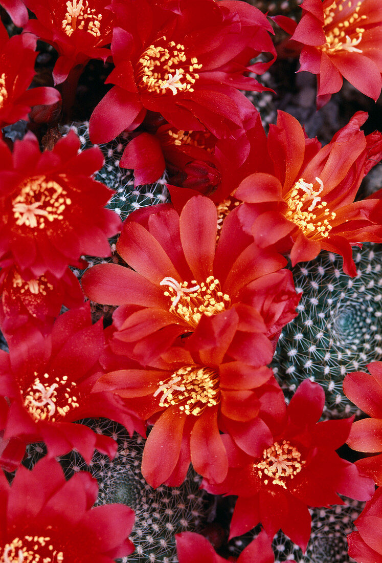 Rebutia krainziana