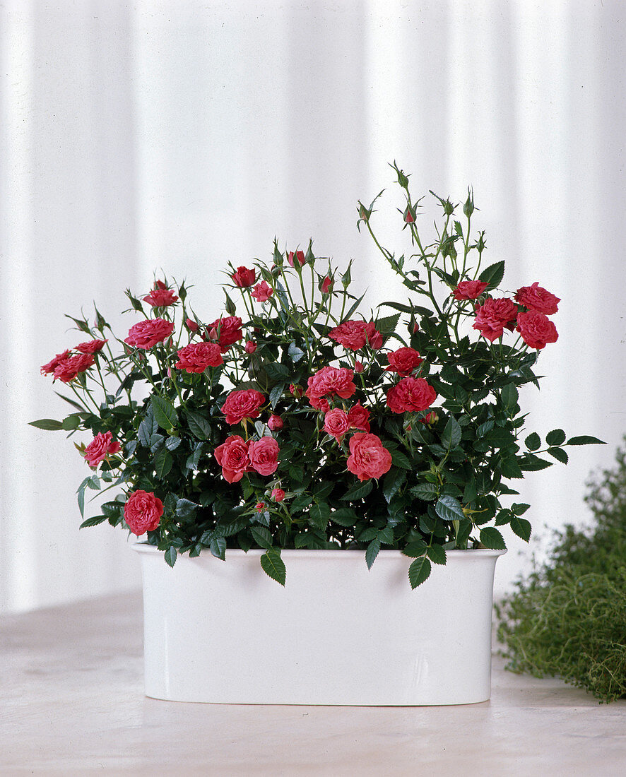 Jardiniere with miniature roses