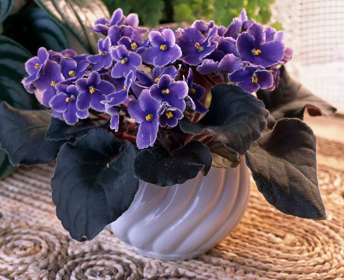 Saintpaulia ionantha (African violet)