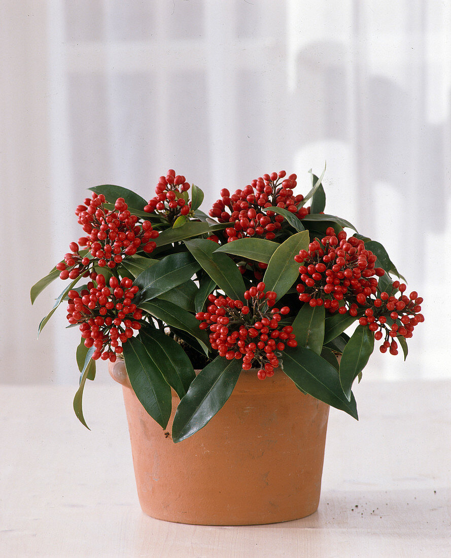 Skimmia japonica