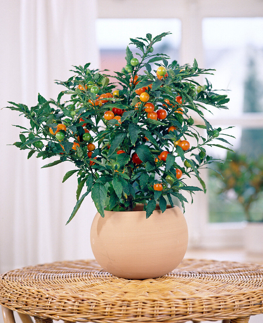 Pseudokapsel (Solanum pseudocapsicum)