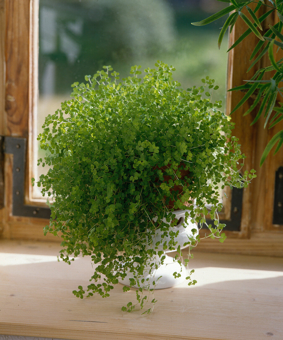 Soleirolia soleirolii (boy's head)