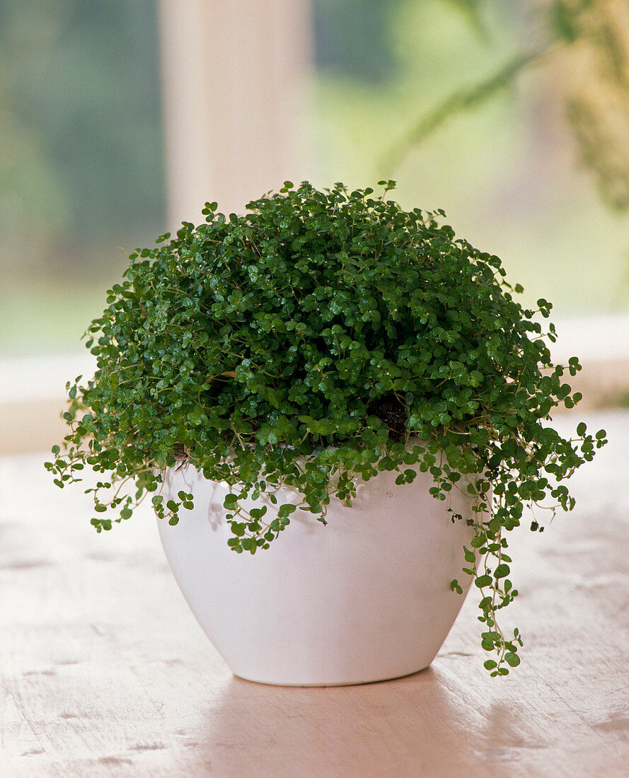 Soleirolia soleirolii (boy's head)