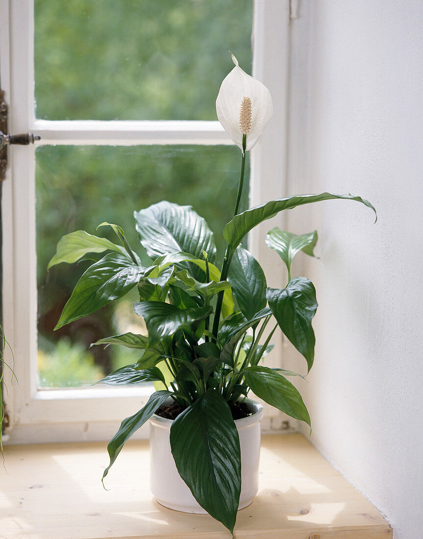 Spathiphyllum (einfaches Blatt)