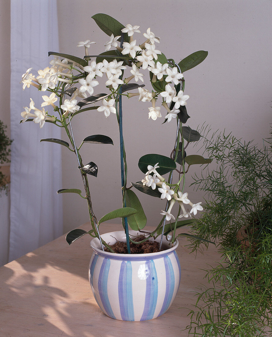 Stephanotis floribunda