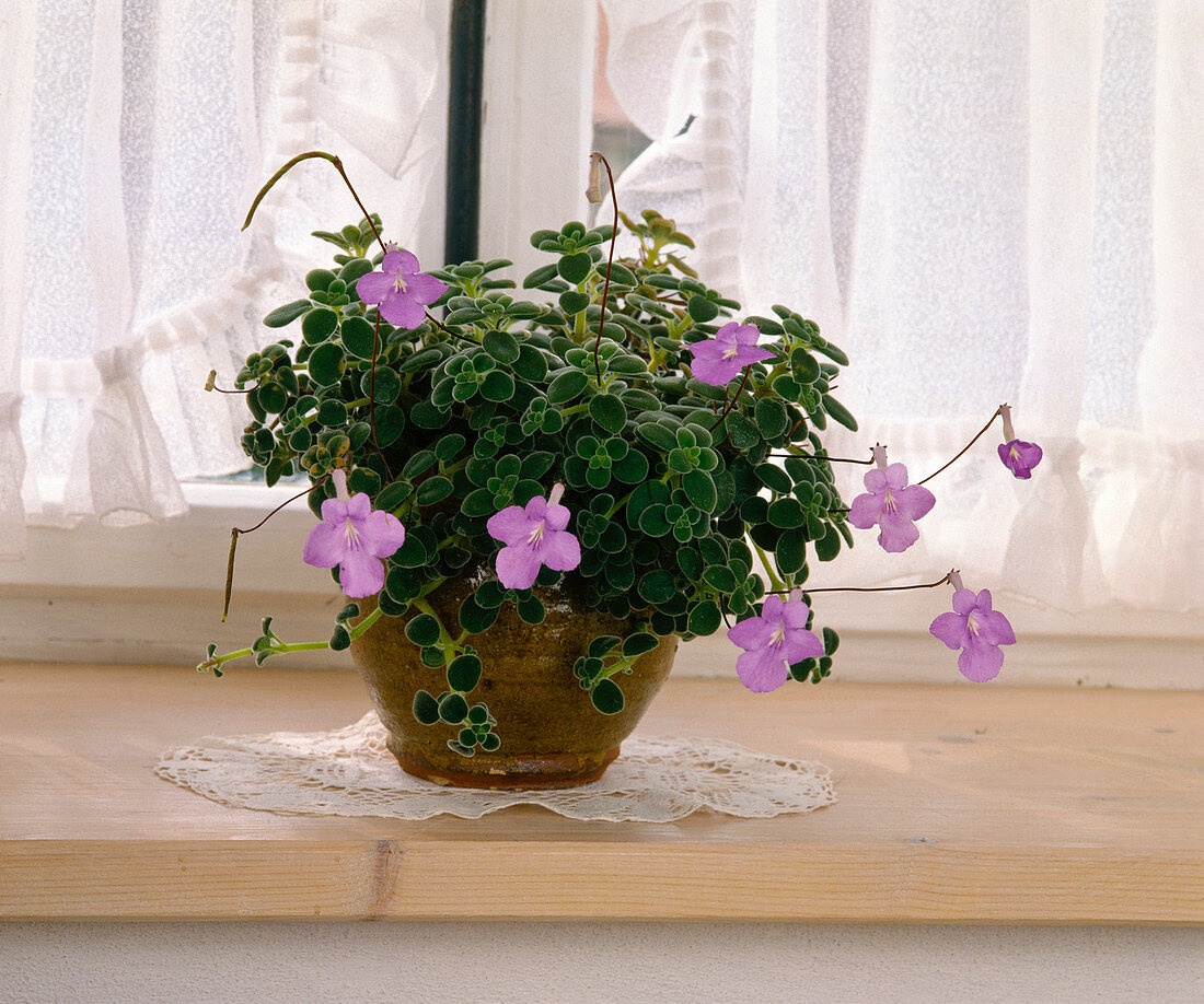 Streptocarpus saxorum