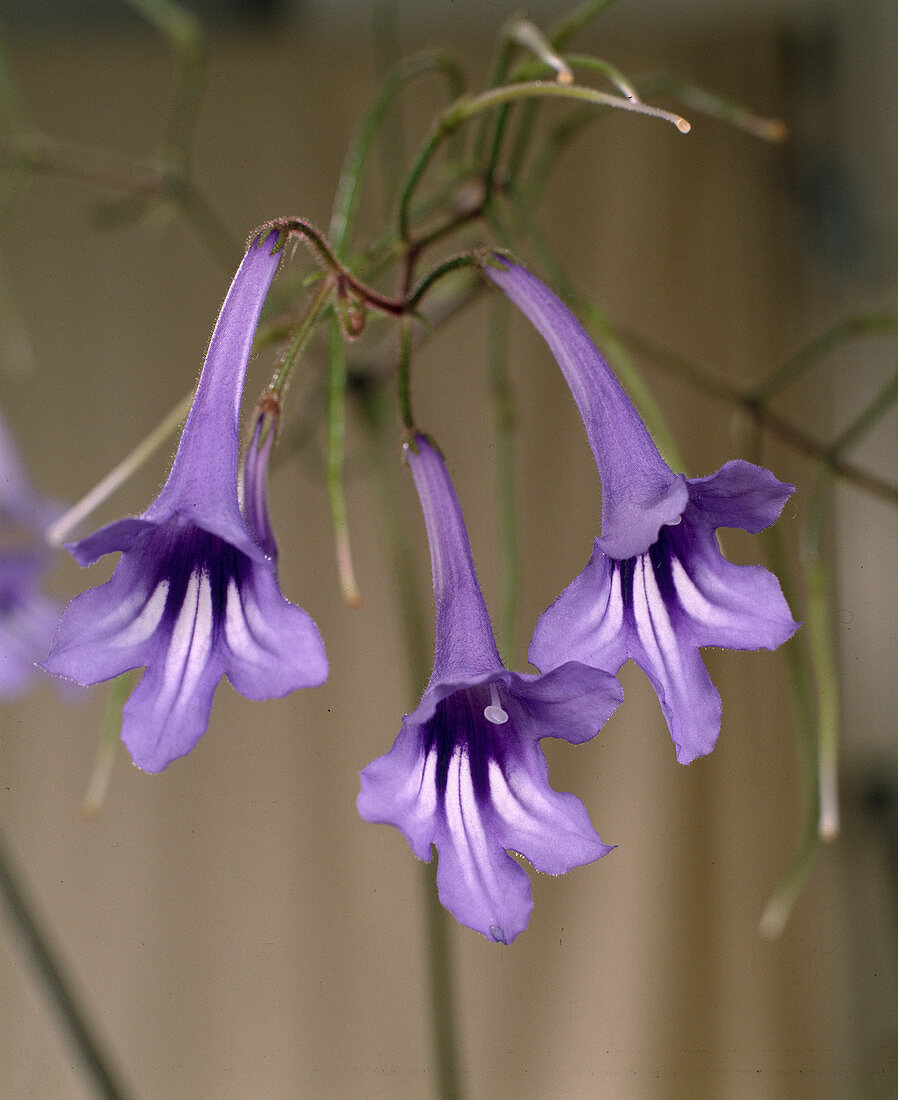 Streptocarpus wendlandii